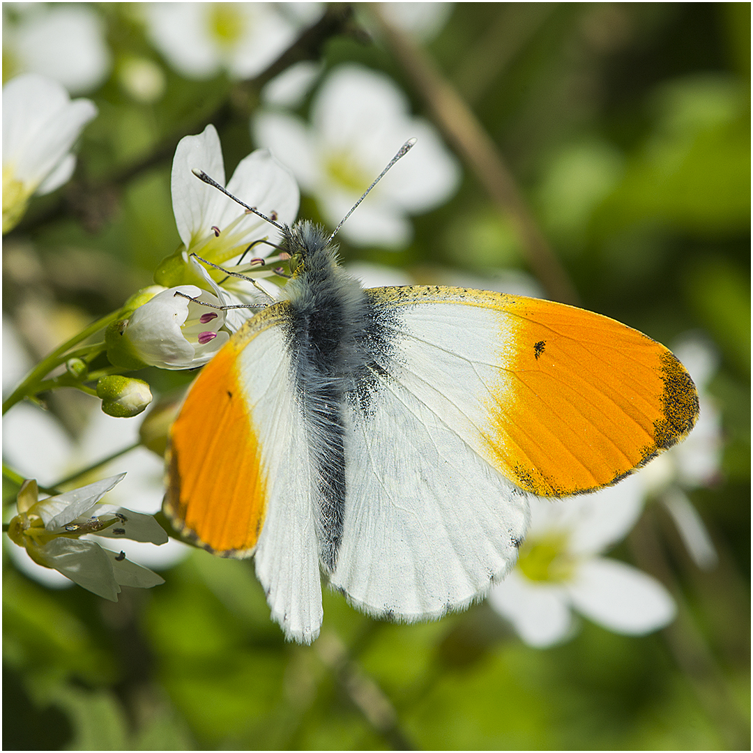 Männlicher Aurorafalter - Anthocharis cardamines