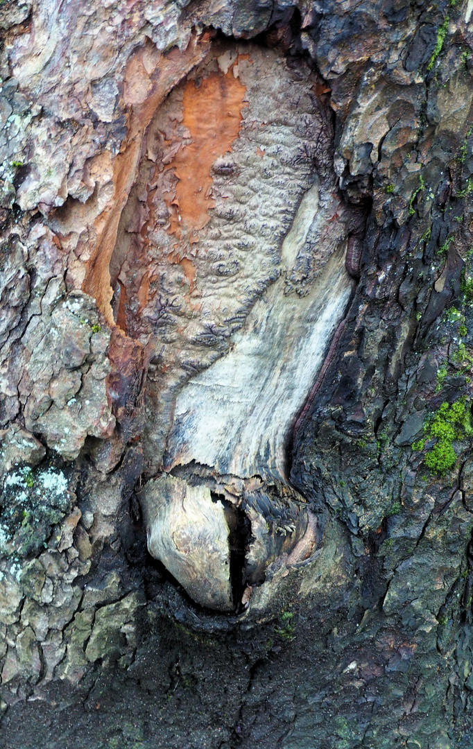 Männlicher Baum?