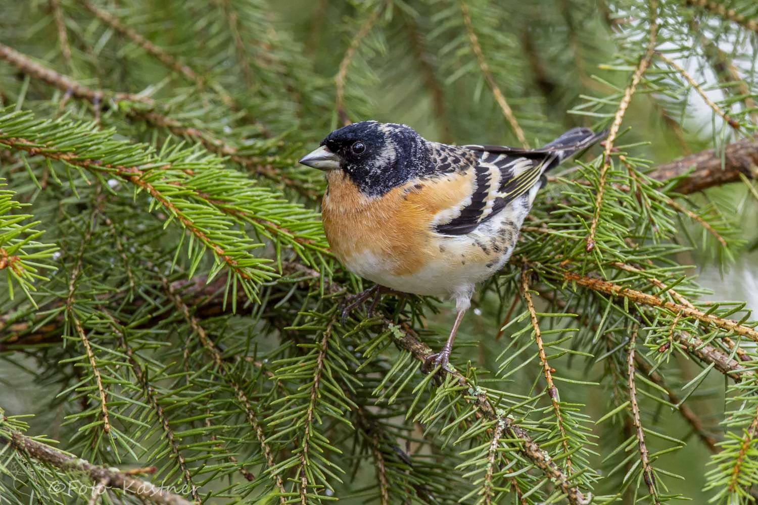 männlicher Bergfink (Fringilla montifringilla) 