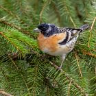 männlicher Bergfink (Fringilla montifringilla) 