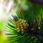 Männlicher Blütenstand der Waldkiefer