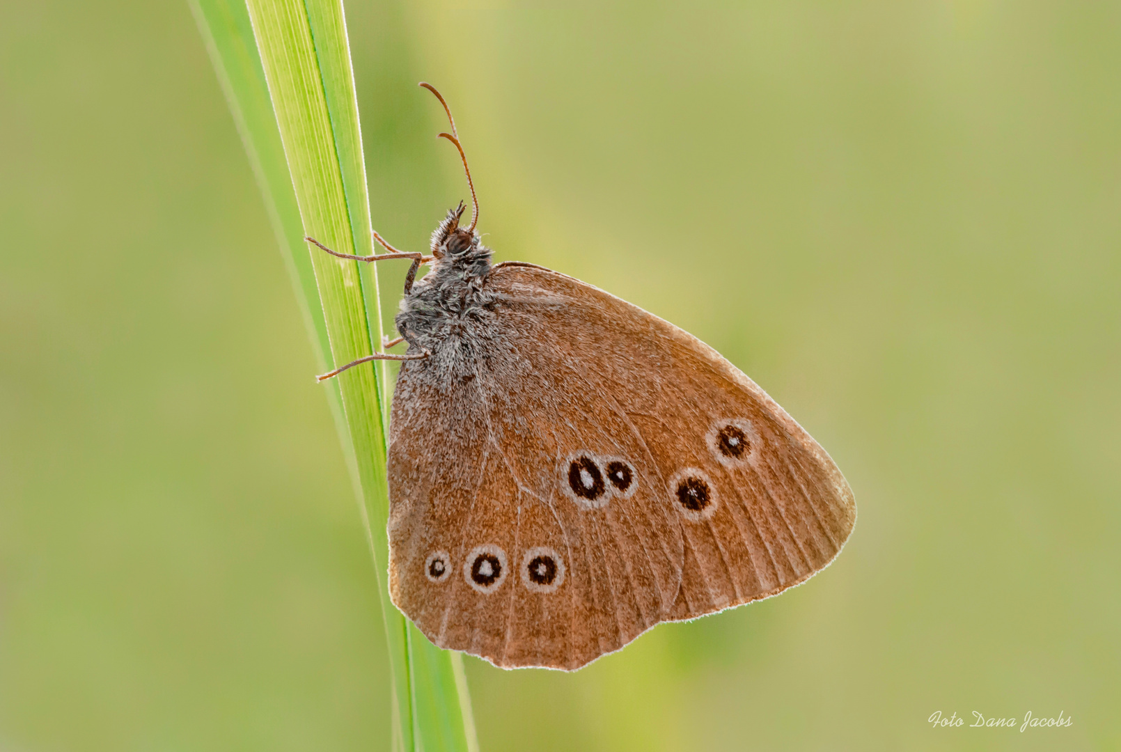 männlicher brauner Waldvogel