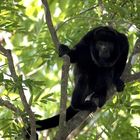 männlicher Brüllaffe im Tertiär-Urwald, Costa Rica