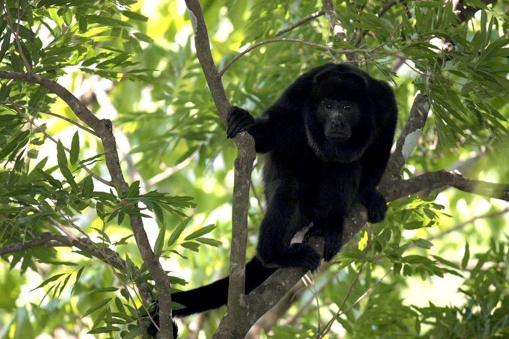 männlicher Brüllaffe im Tertiär-Urwald, Costa Rica