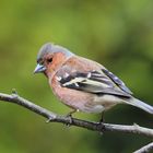 Männlicher Buchfink (Fringilla coelebs)