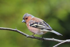 Männlicher Buchfink (Fringilla coelebs)