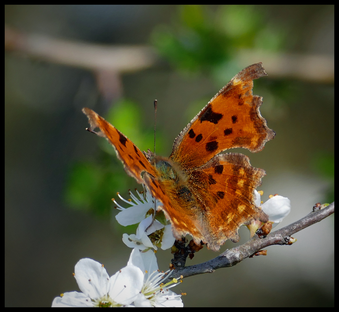 Männlicher C-Falter (Polygonia c-album)