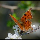 Männlicher C-Falter (Polygonia c-album)