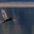 Männlicher Darter im Flug