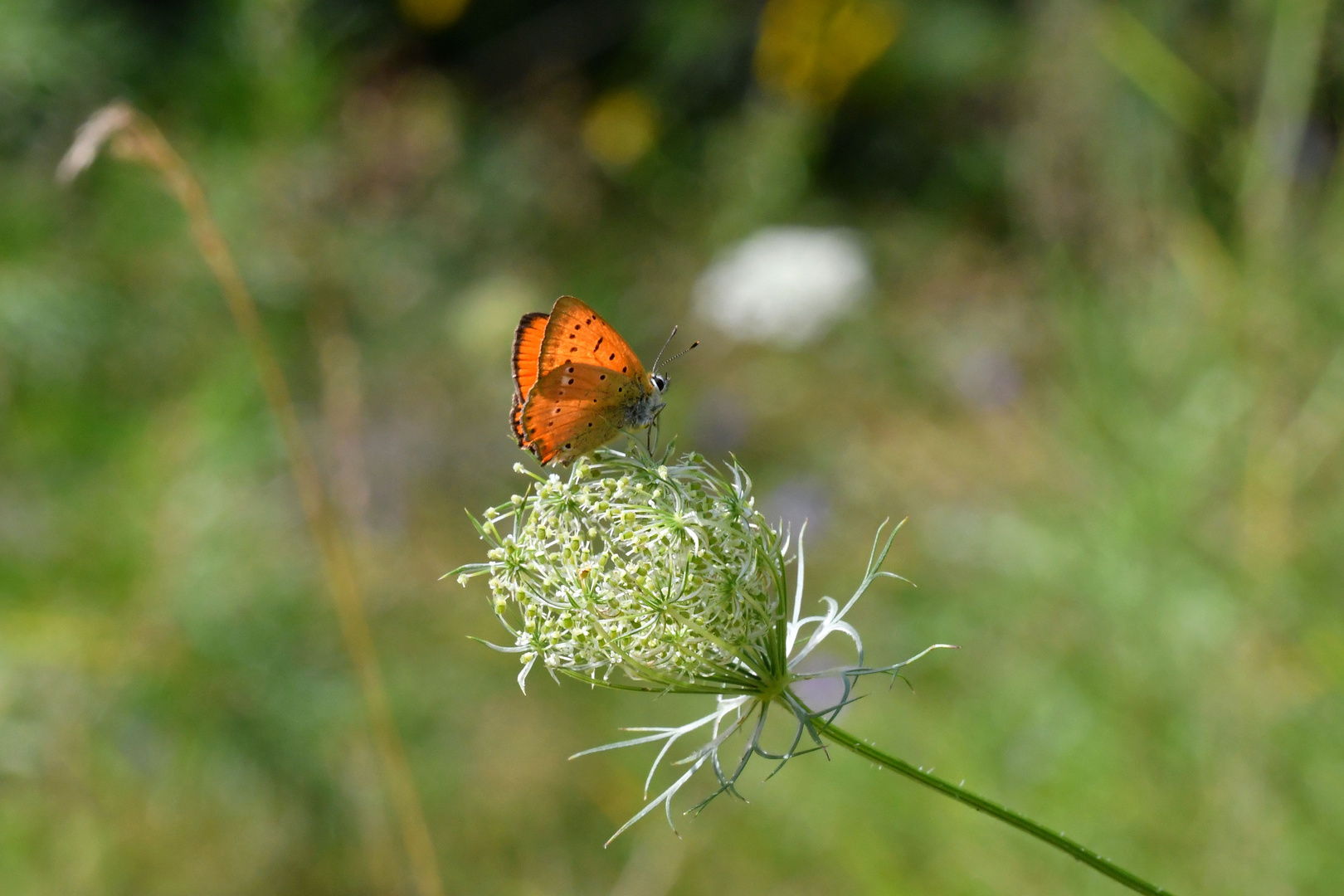 Männlicher Dukatenfalter ( Lycaena virgaureae )