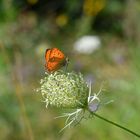 Männlicher Dukatenfalter ( Lycaena virgaureae )