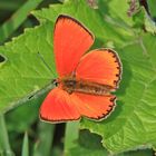 Männlicher Dukatenfeuerfalter - Lycaena virgaureae...