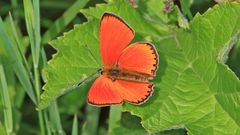 Männlicher Dukatenfeuerfalter - Lycaena virgaureae...