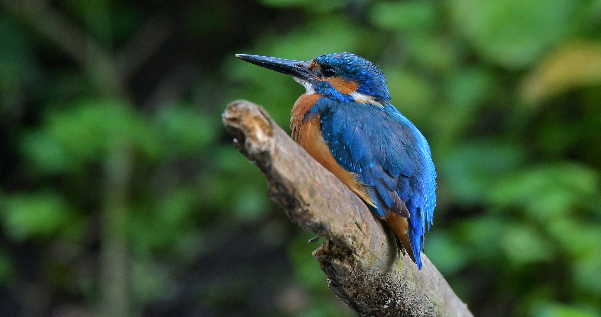 Männlicher Eisvogel