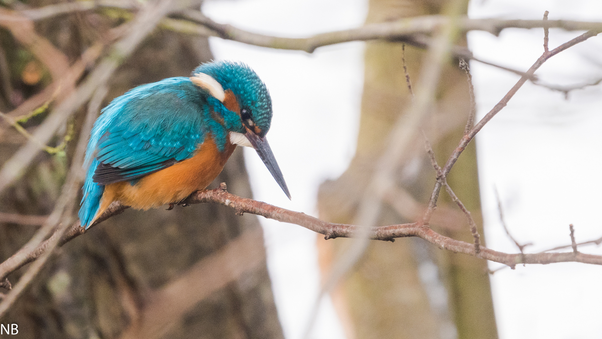 "Männlicher Eisvogel 2024"