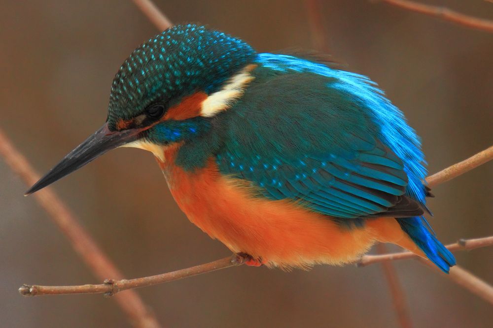 Männlicher Eisvogel