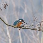 Männlicher Eisvogel