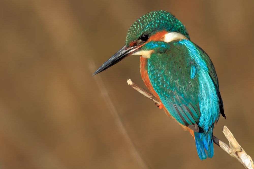 Männlicher Eisvogel