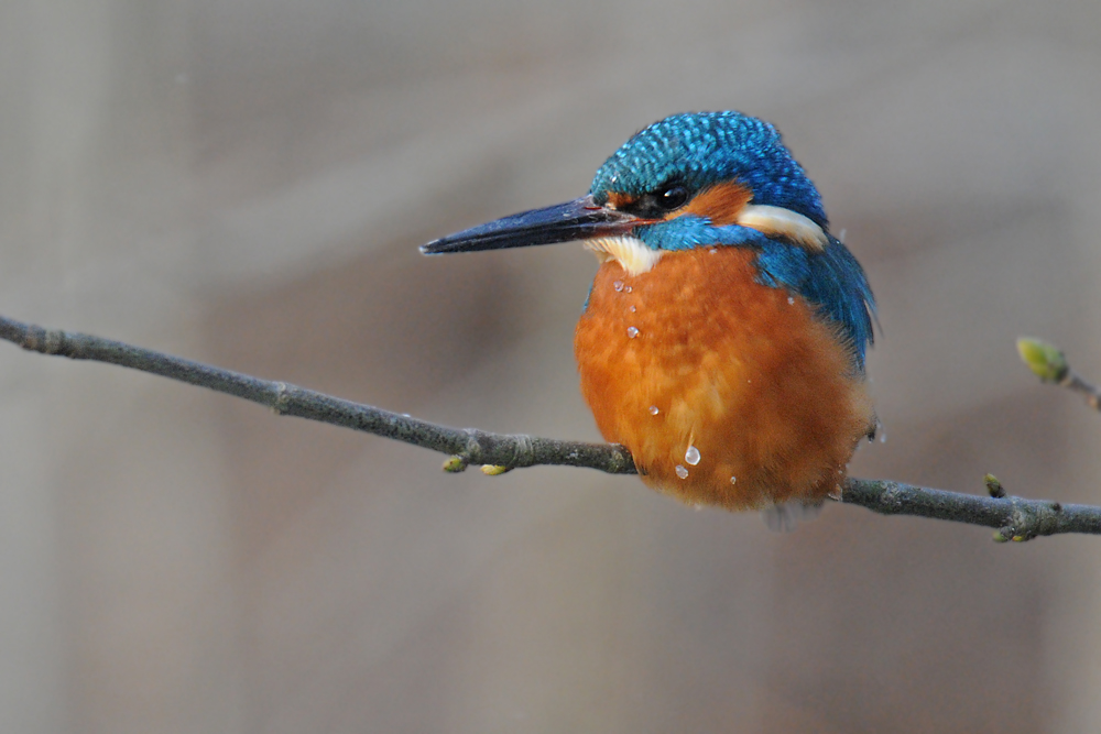 Männlicher Eisvogel