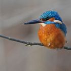 Männlicher Eisvogel