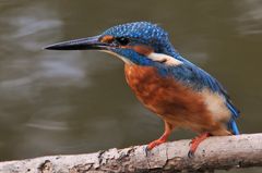 Männlicher Eisvogel ...