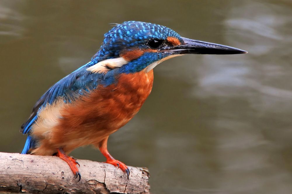 Männlicher Eisvogel ...