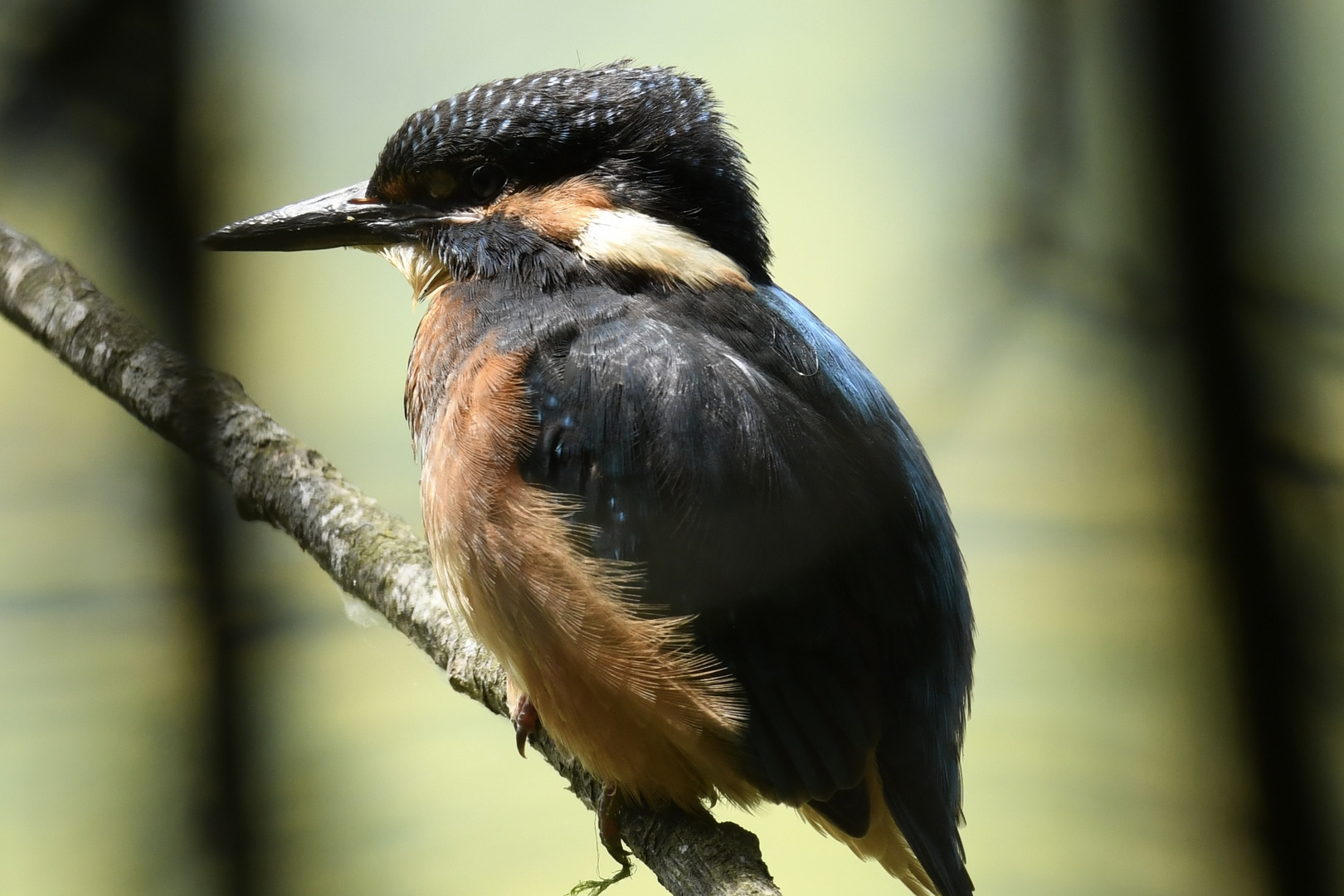 Männlicher Eisvogel ganz nah