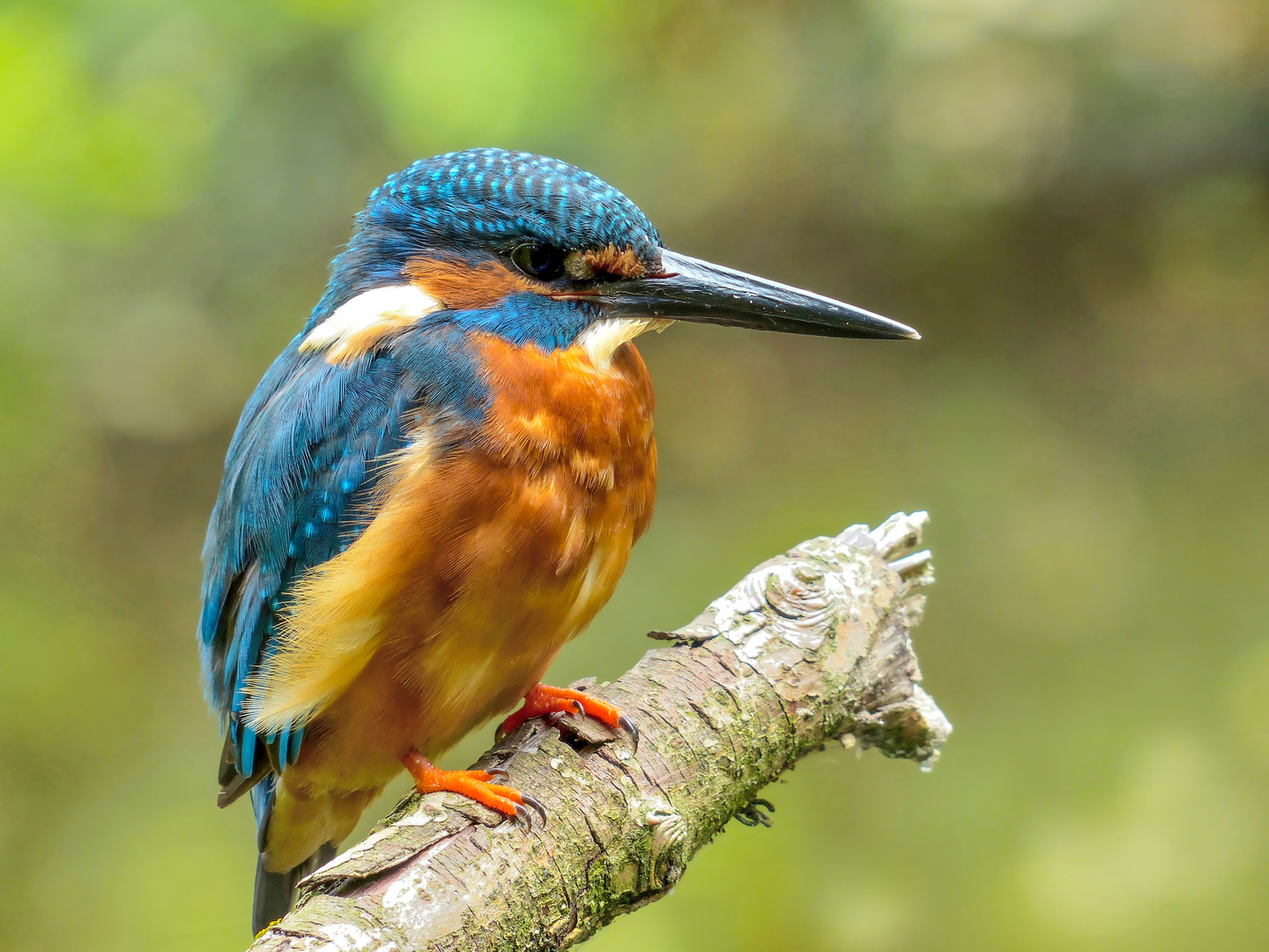 Männlicher Eisvogel im schönsten Licht