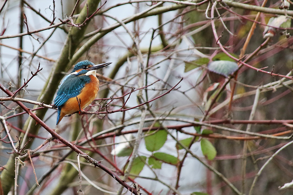 männlicher Eisvogel im Zweigengewirr