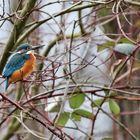 männlicher Eisvogel im Zweigengewirr