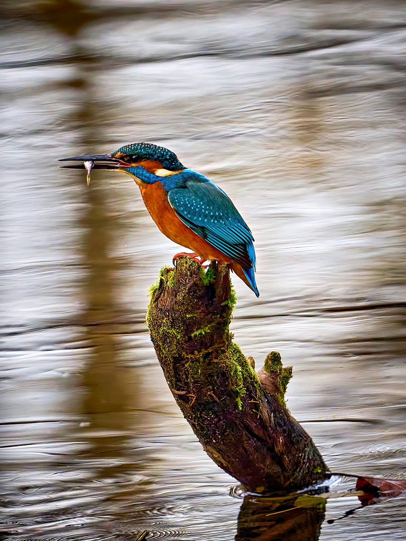 männlicher Eisvogel mit Beute