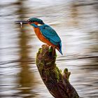 männlicher Eisvogel mit Beute