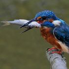 Männlicher Eisvogel mit Fisch