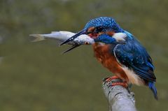 Männlicher Eisvogel mit Fisch