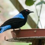 Männlicher Elfenblauvogel