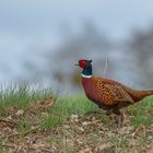 männlicher Fasan | Phasianus colchicus