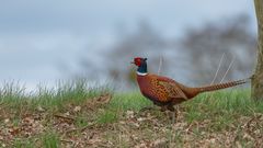 männlicher Fasan | Phasianus colchicus