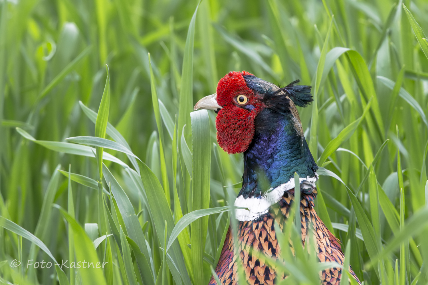 männlicher Fasan (Phasianus colchicus)