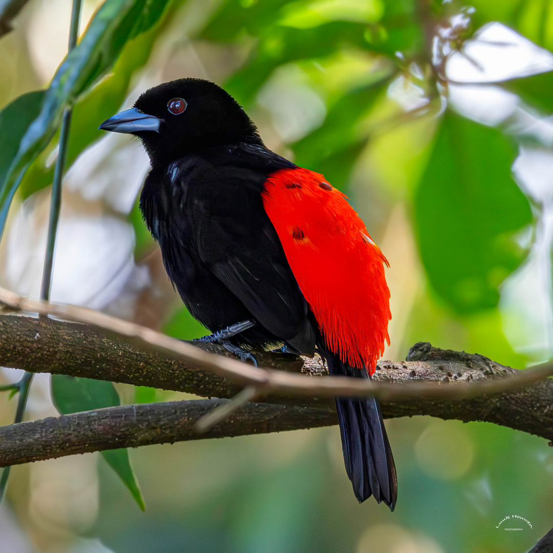 Männlicher Feuerrückentangare / Male scarlet-rumped tanager