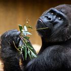 Männlicher Flachlandgorilla im Zoologischen Garten Krefeld