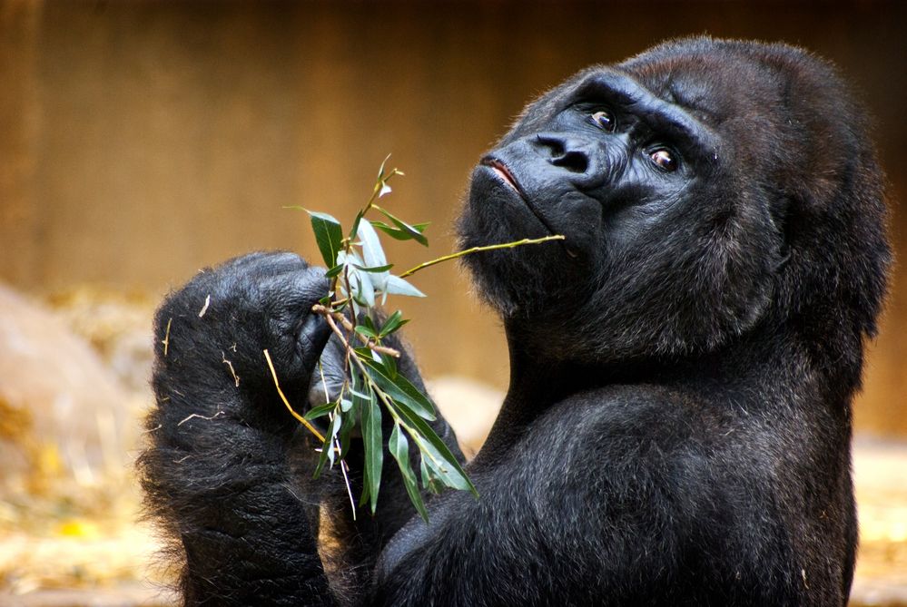 Männlicher Flachlandgorilla im Zoologischen Garten Krefeld