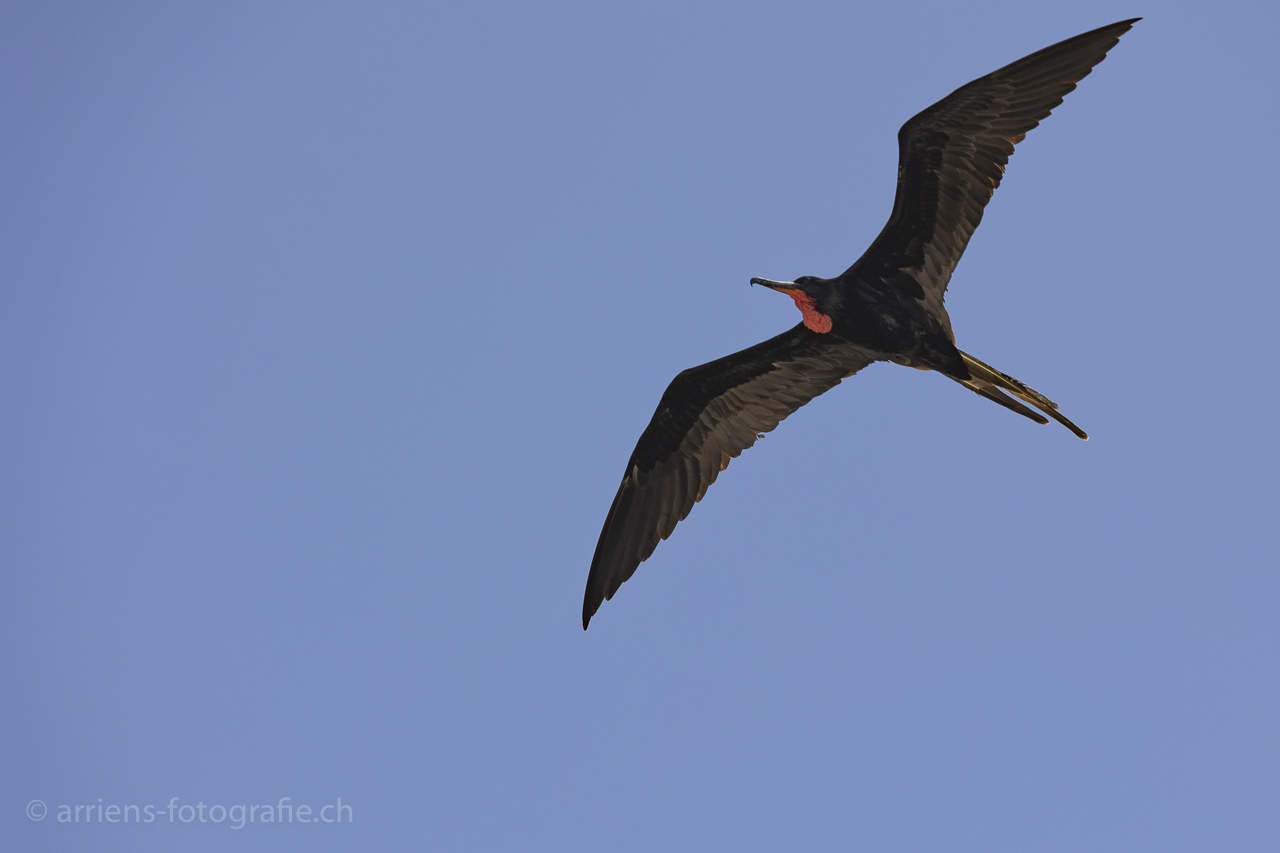 männlicher Fregattvogel