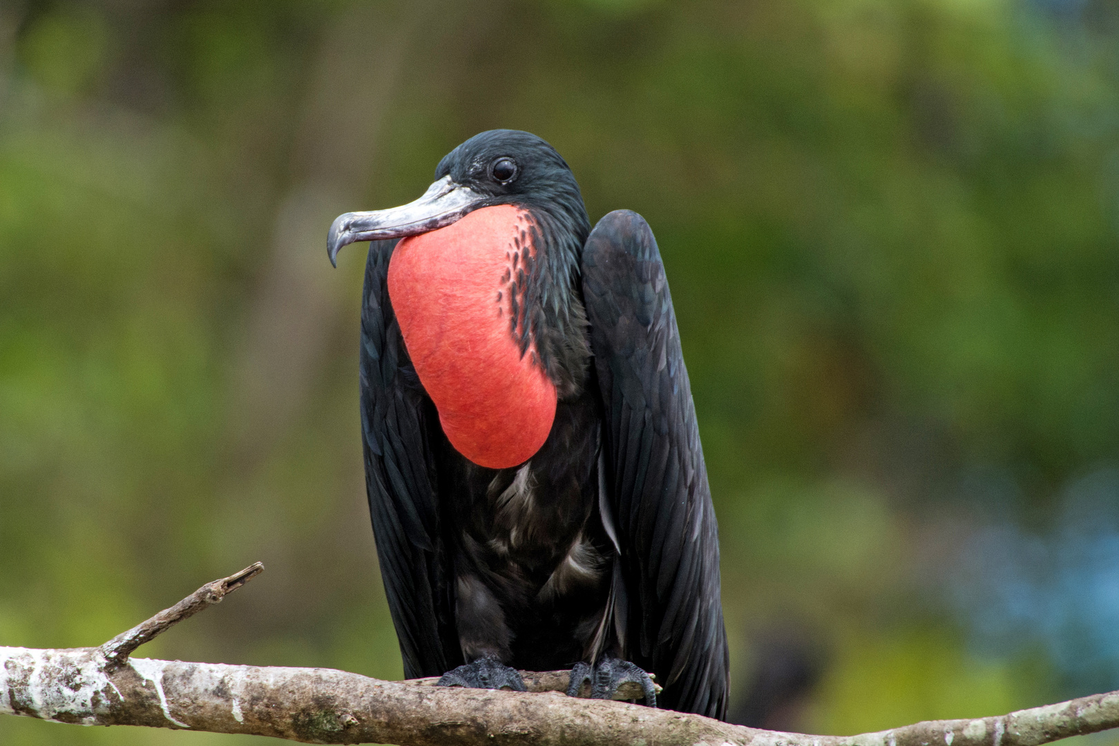 Männlicher Fregattvogel