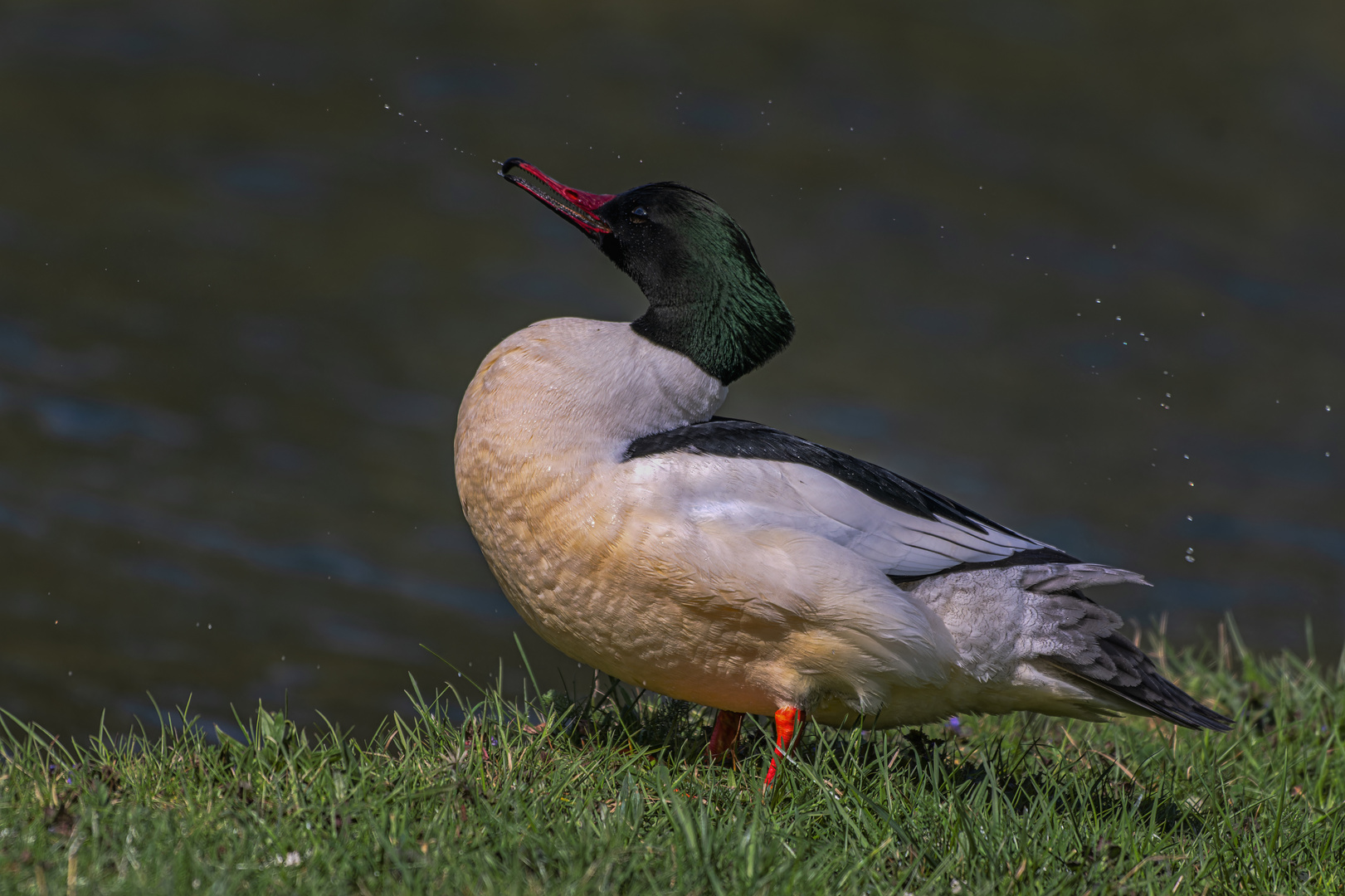  Männlicher Gänsesäger