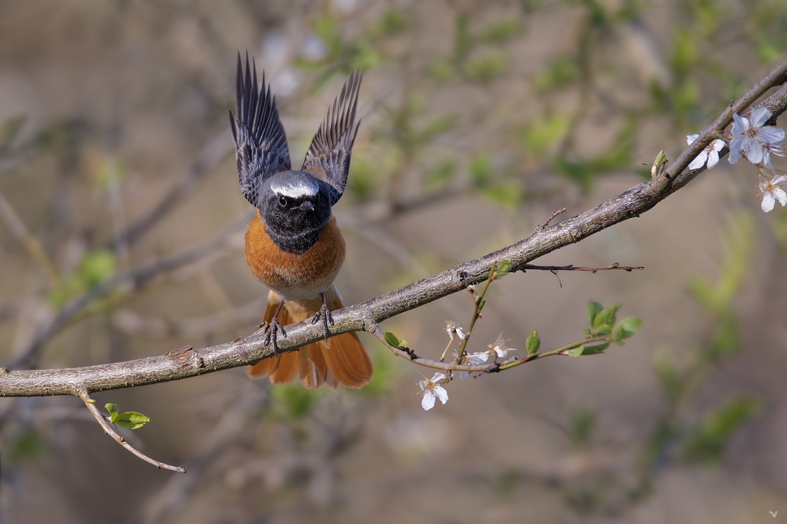 männlicher Gartenrotschwanz | Phoenicurus phoenicurus