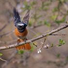 männlicher Gartenrotschwanz | Phoenicurus phoenicurus