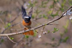 männlicher Gartenrotschwanz | Phoenicurus phoenicurus