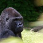 Männlicher Gorilla "Ivo" im Zoologischen Garten Berlin
