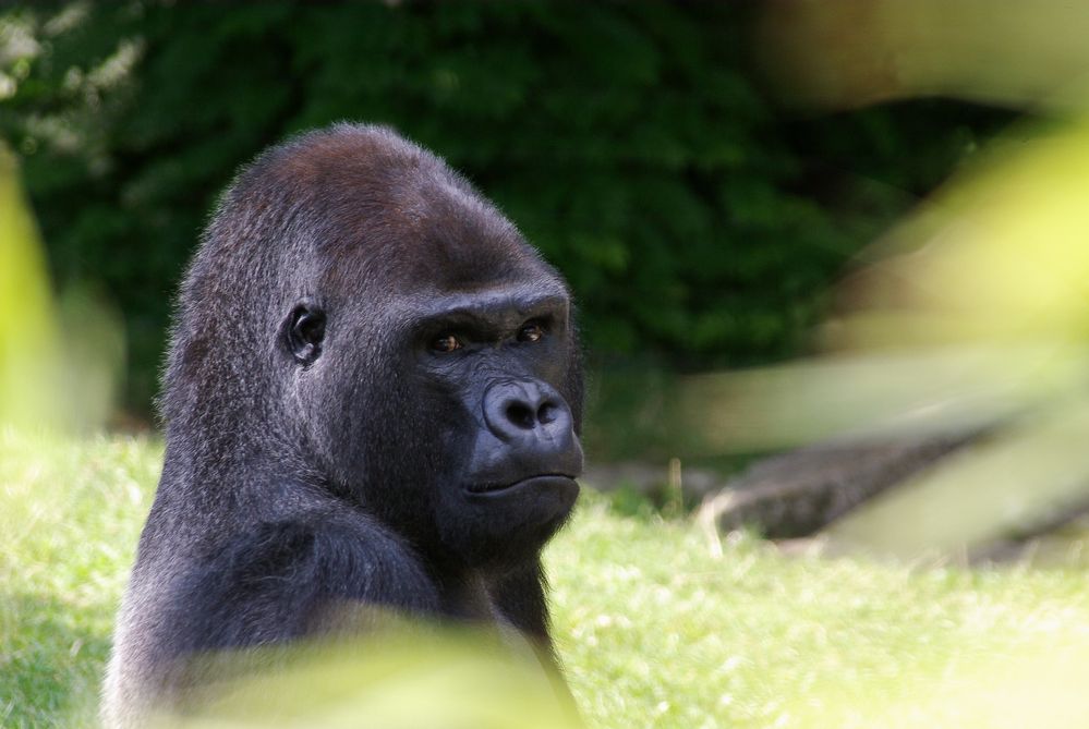 Männlicher Gorilla "Ivo" im Zoologischen Garten Berlin