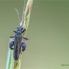 männlicher grüner scheinbockkäfer (oedemera nobilis) .....